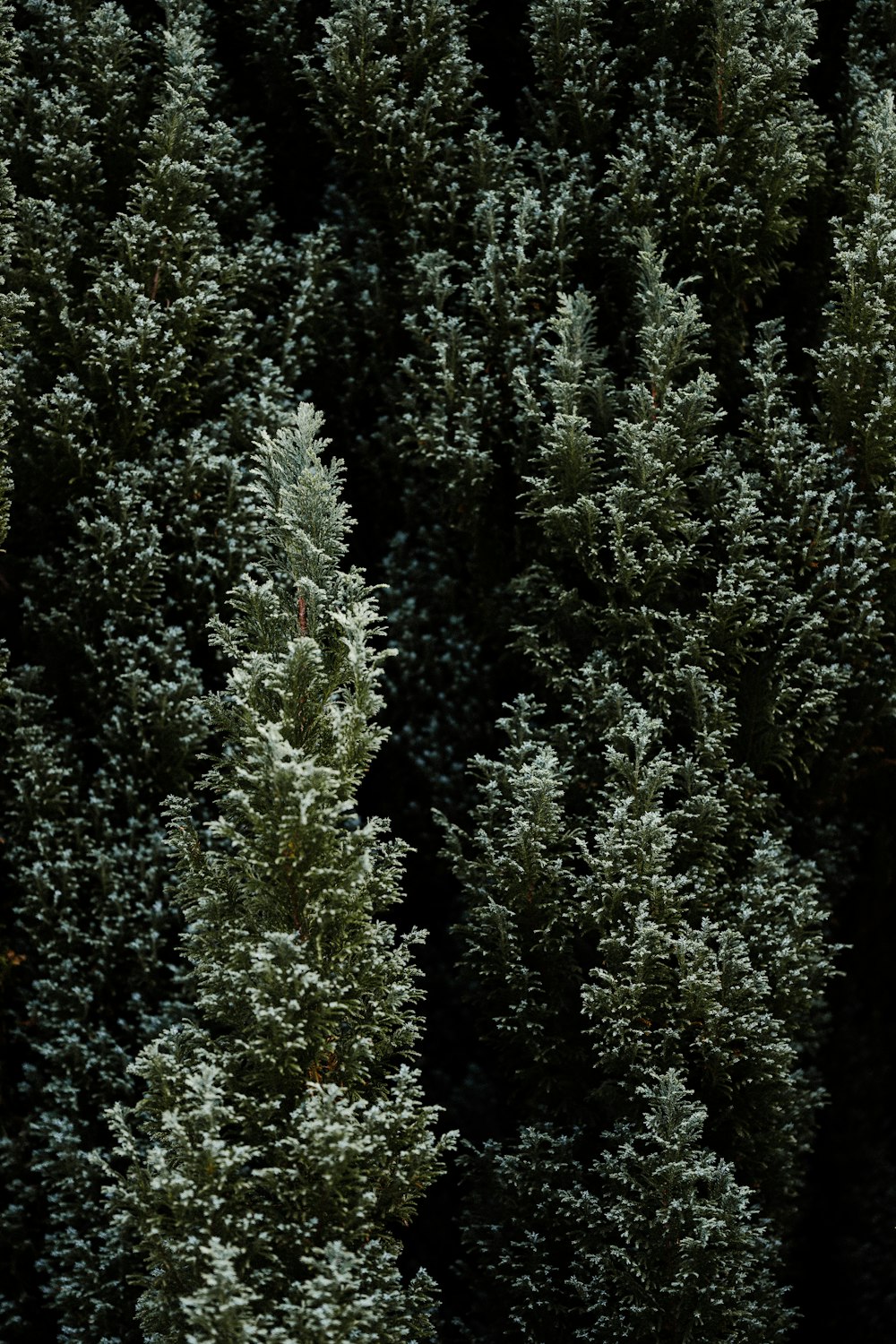 green pine tree during daytime