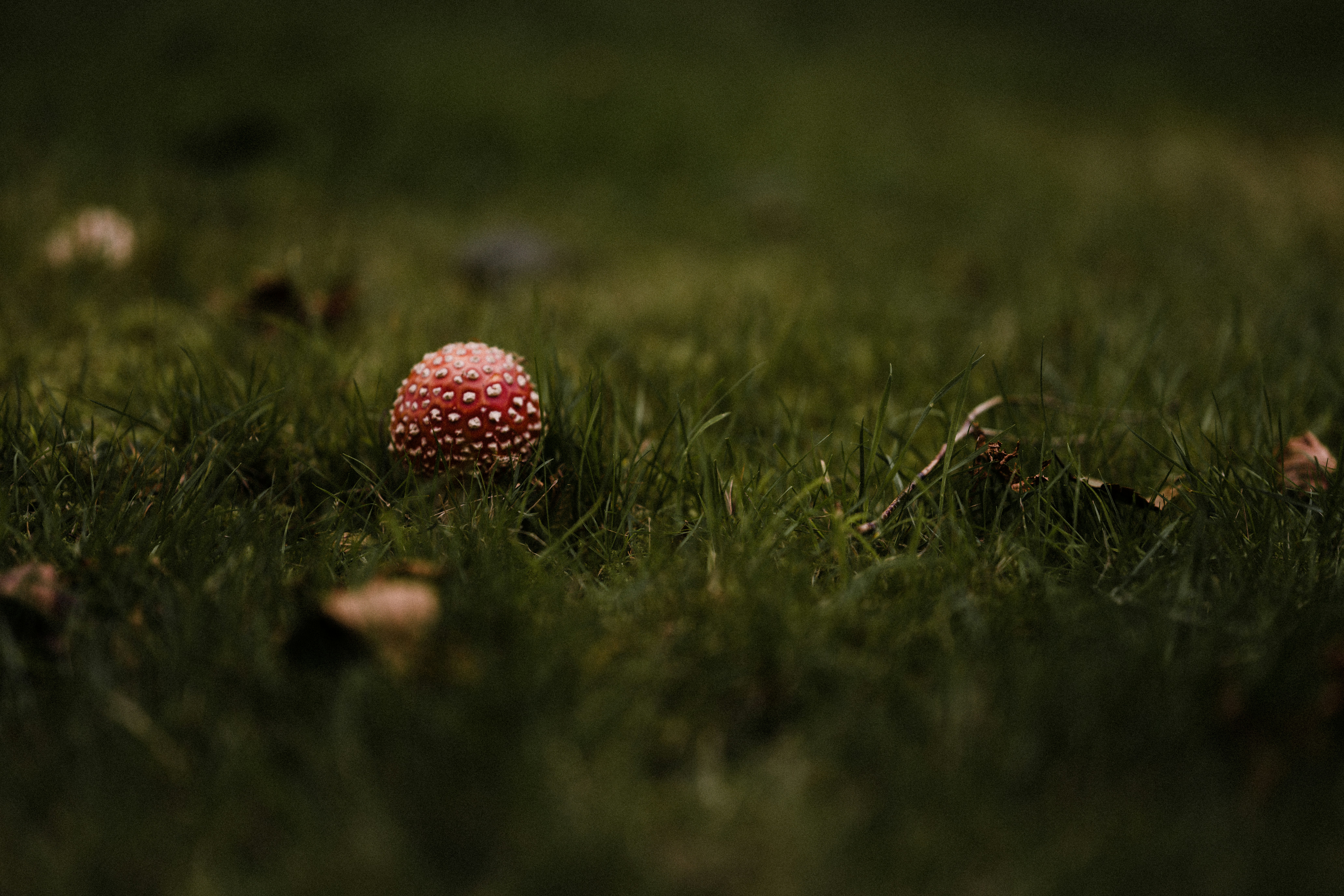 white and red golf ball on green grass during daytime