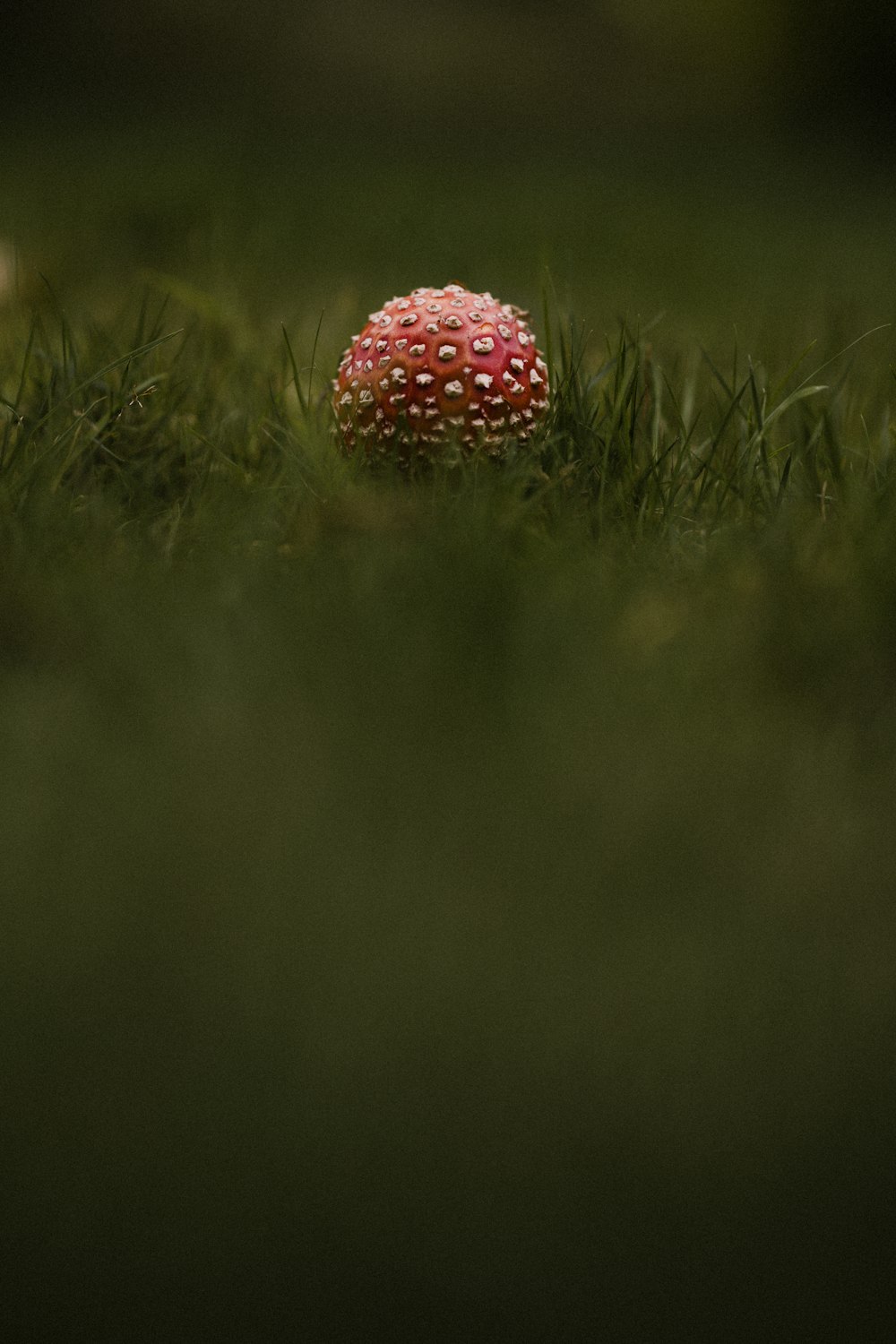 red and white polka dot mushroom on green grass field