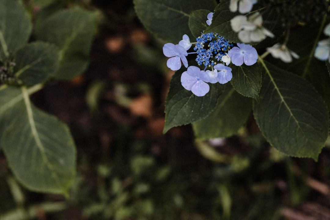 blue flower in tilt shift lens