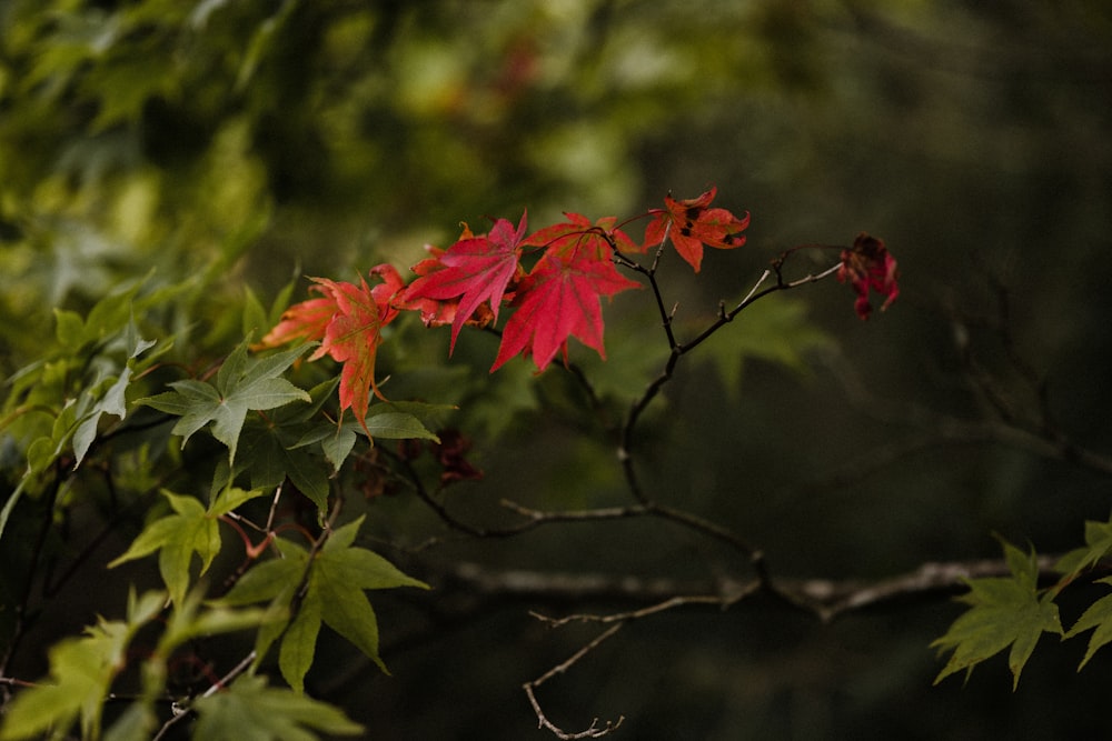 red maple leaf in close up photography