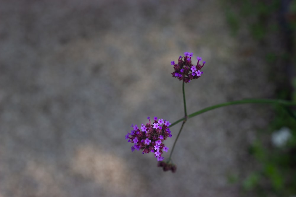 purple flower in tilt shift lens