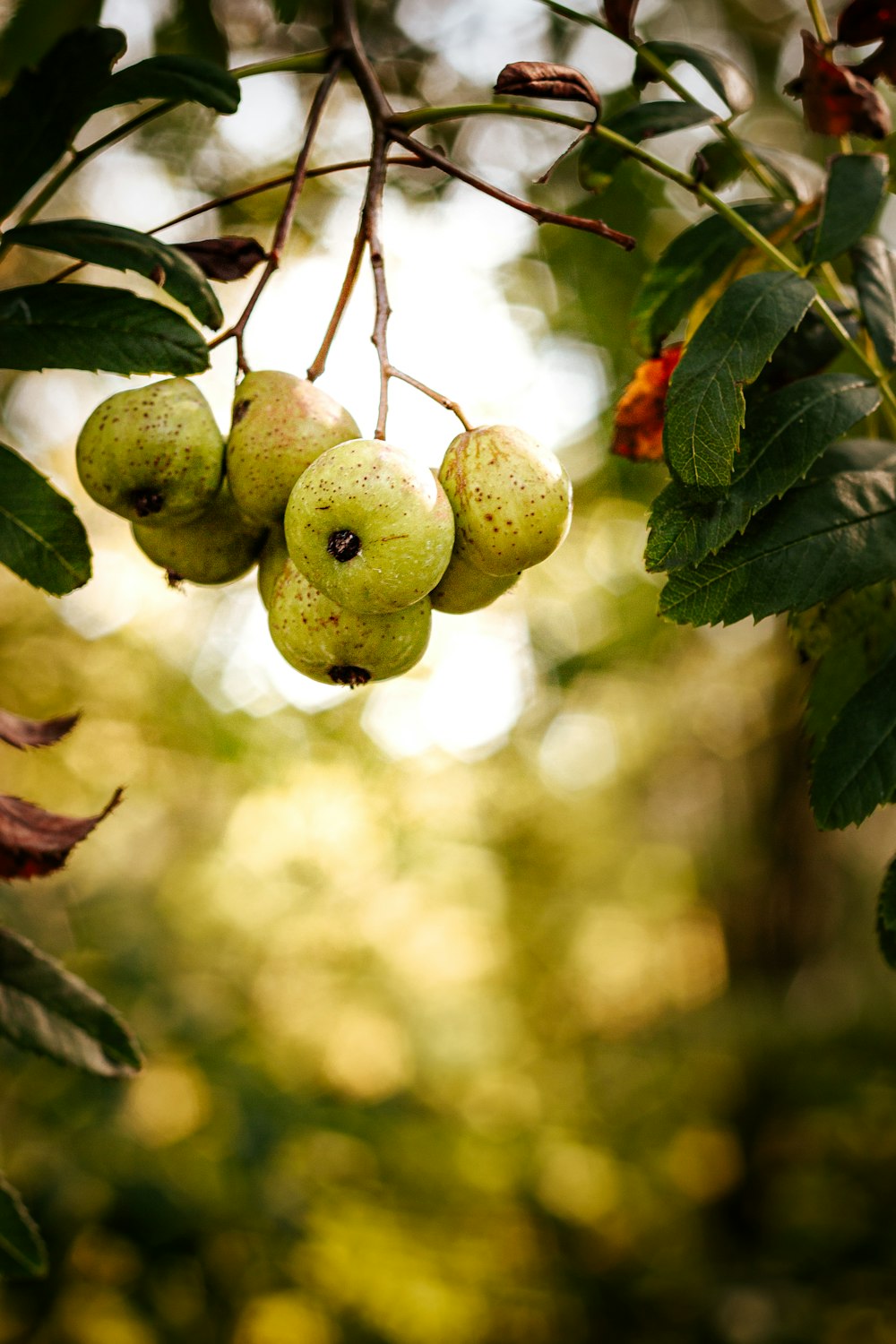 green oval fruit in close up photography