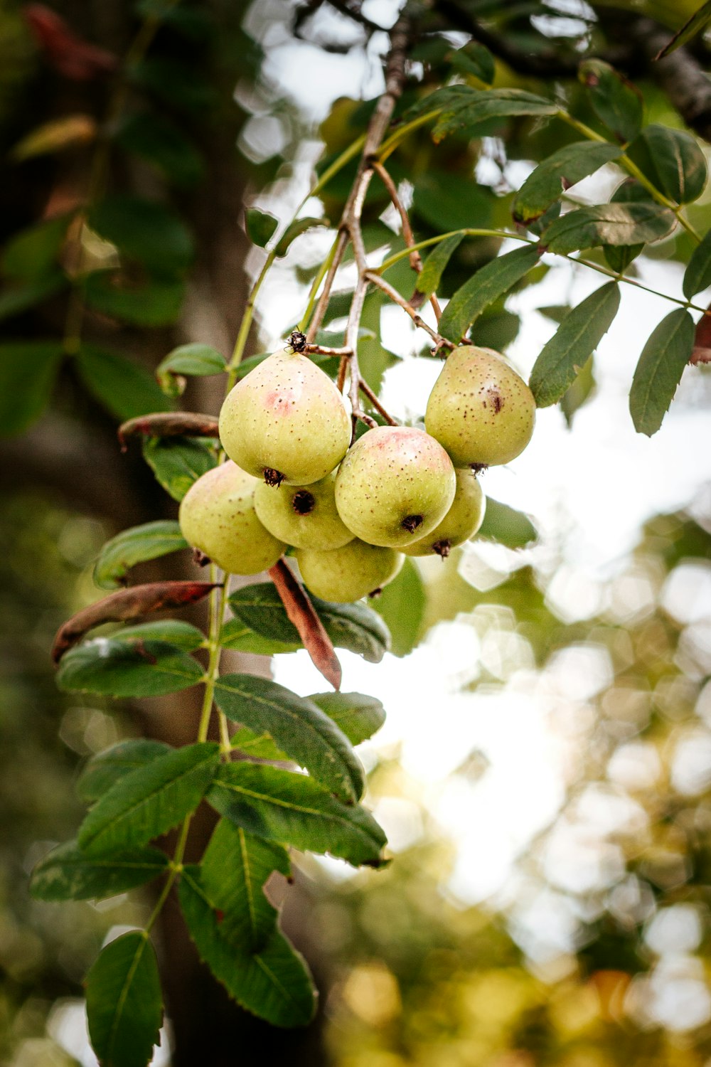 green fruit on tree during daytime