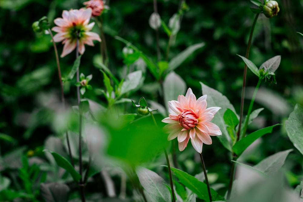 pink and white flower in tilt shift lens