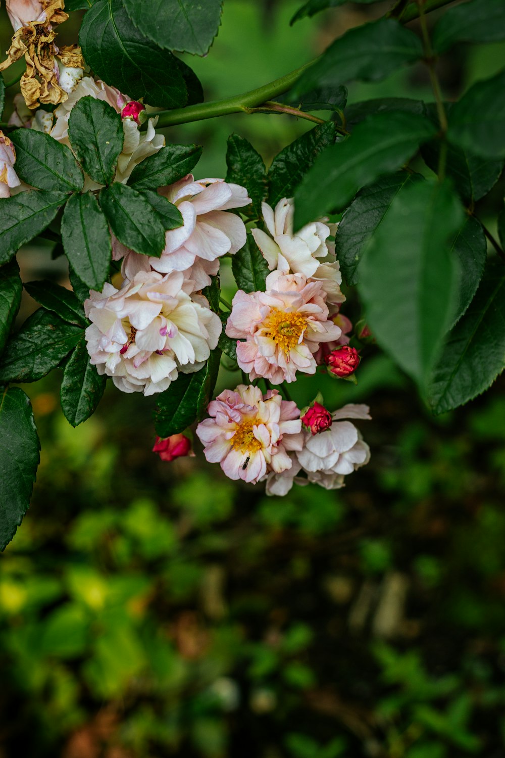 white and pink flowers in tilt shift lens