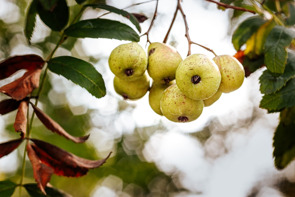 green fruit on tree during daytime