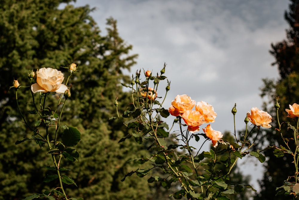 orange flower on green leaves during daytime