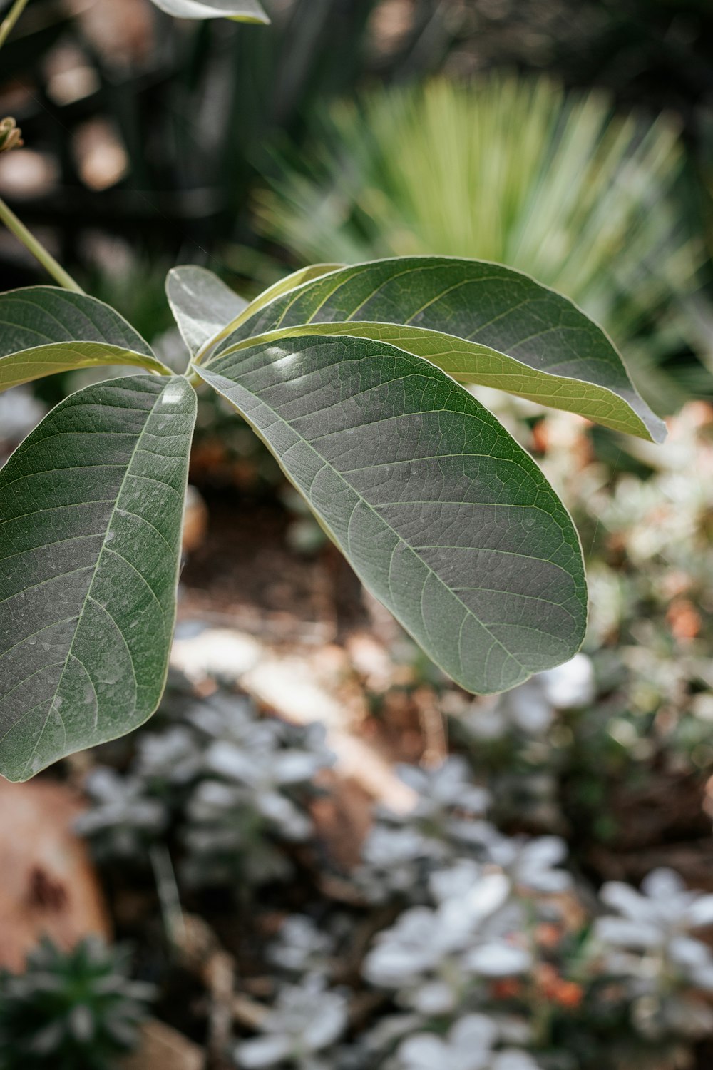 green leaf plant in close up photography