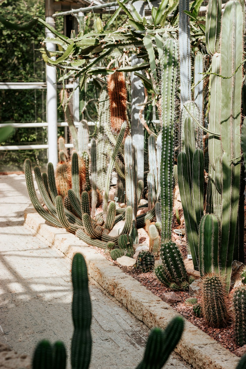 green cactus plants near brown wooden fence during daytime