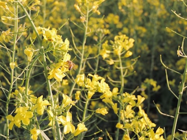 A field of native Australian flowers with bees actively pollinating in the golden afternoon light.