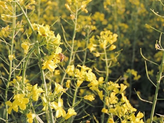 A field of native Australian flowers with bees actively pollinating in the golden afternoon light.