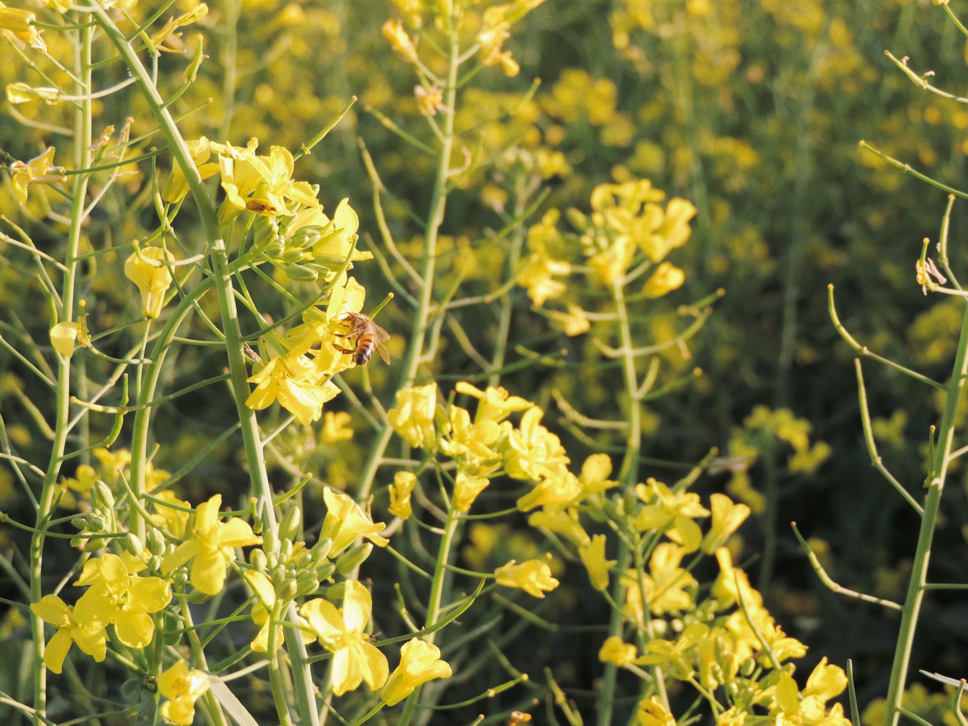 A sunny field full of blooming wildflowers with busy honeybees gathering nectar, capturing the natural origin of our honey.
