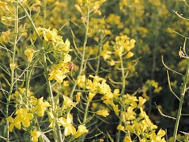 A bee is perched on a cluster of bright yellow flowers, amidst a field filled with similar blossoms. The flowers are abundant and the scene captures the interaction between the bee and nature. Sunlight filters through, casting a warm, golden glow across the plants.