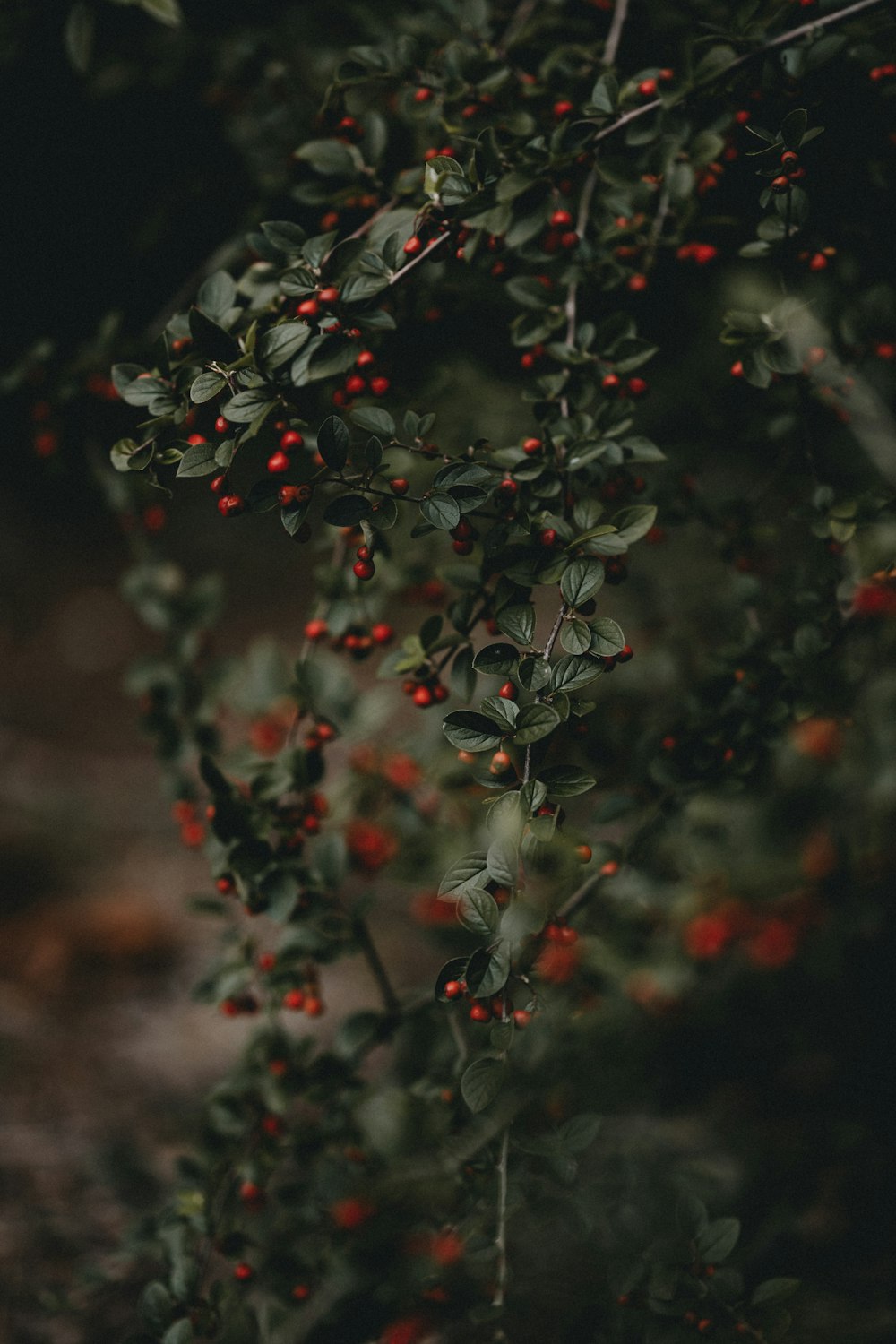 red and green leaf plant