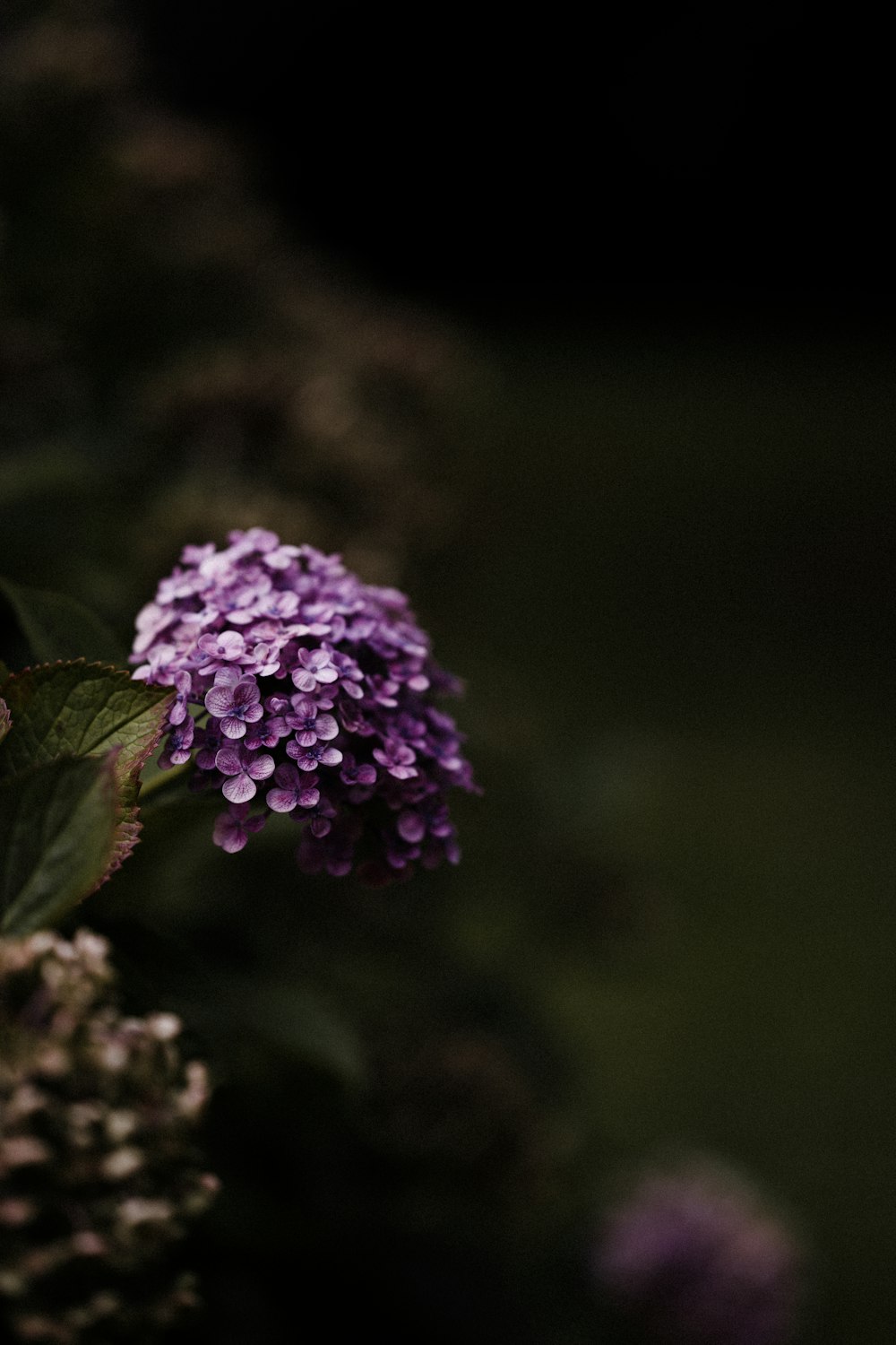 purple flower in tilt shift lens