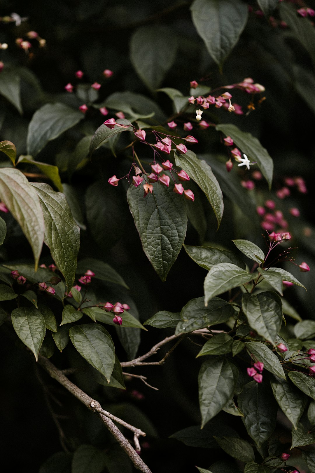 red and green leaves plant