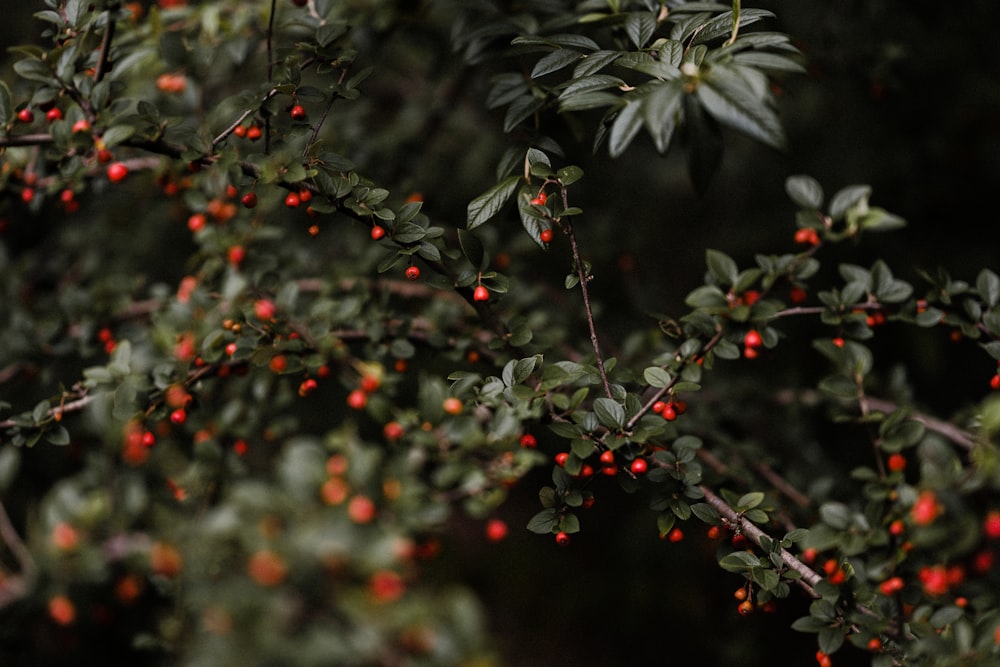 green leaves with red round fruits