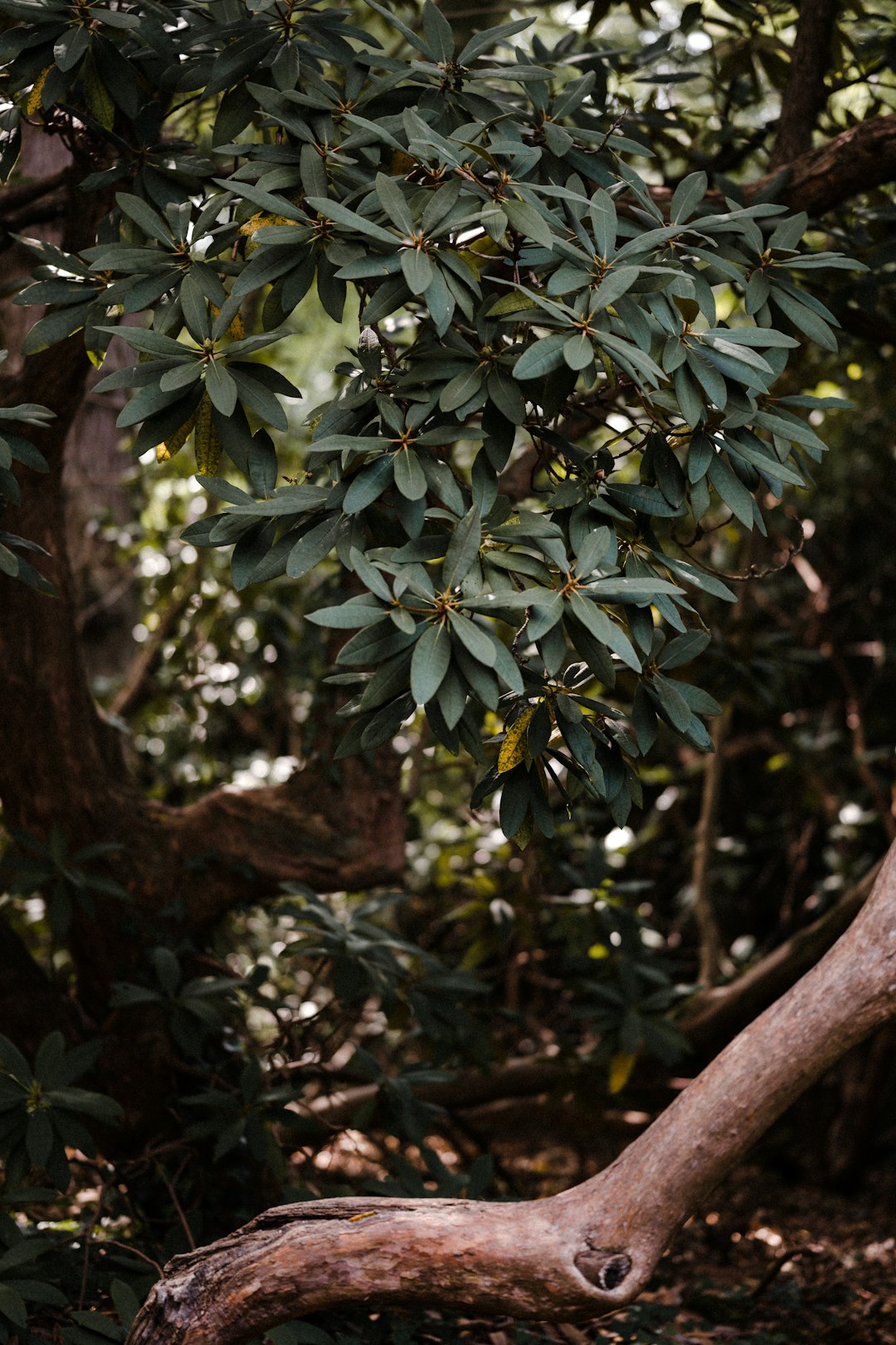 green leaves on brown tree branch during daytime