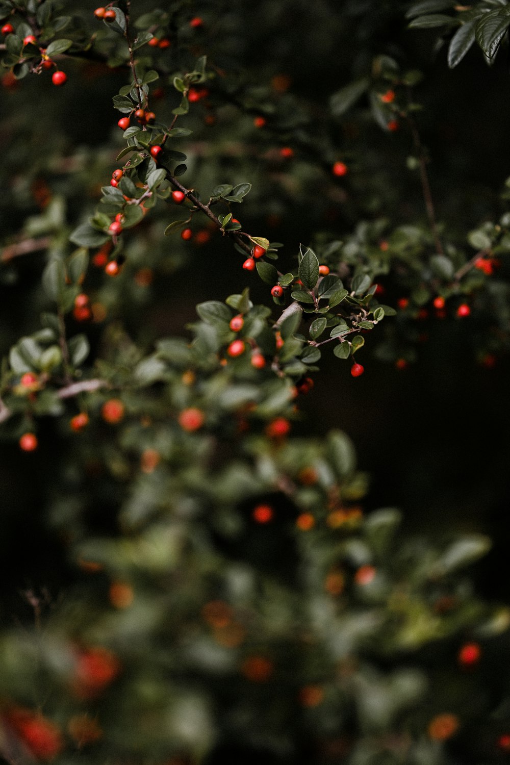 red and green leaf plant