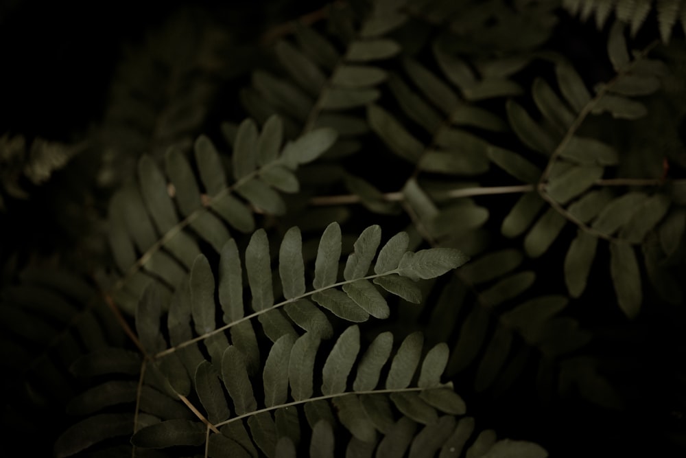 grayscale photo of leaves in dark room