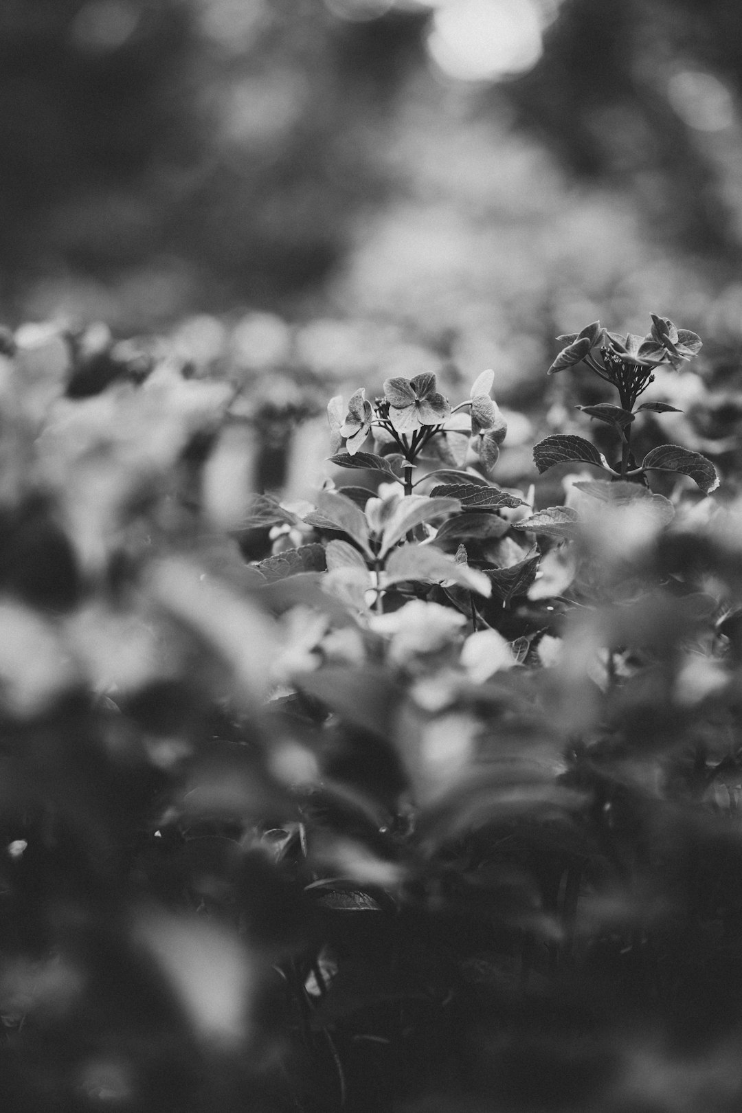 grayscale photo of flower in bloom