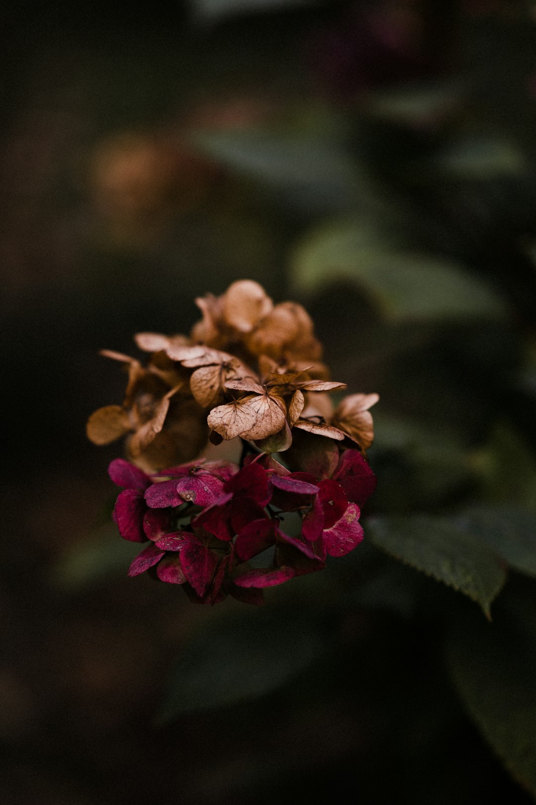 brown and pink flower in tilt shift lens