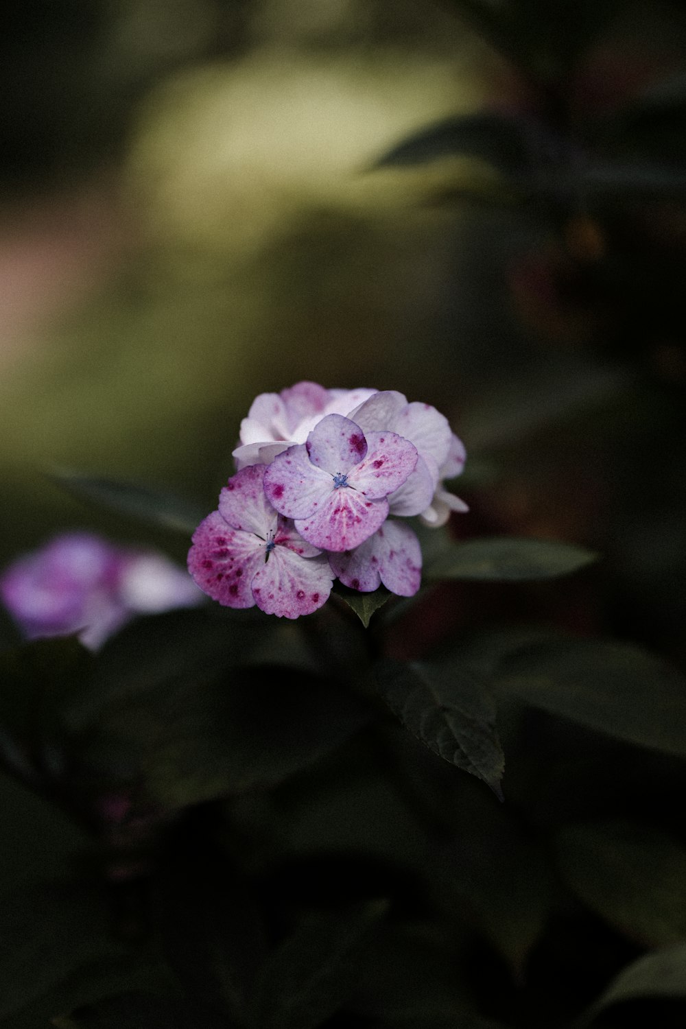 pink flower in tilt shift lens