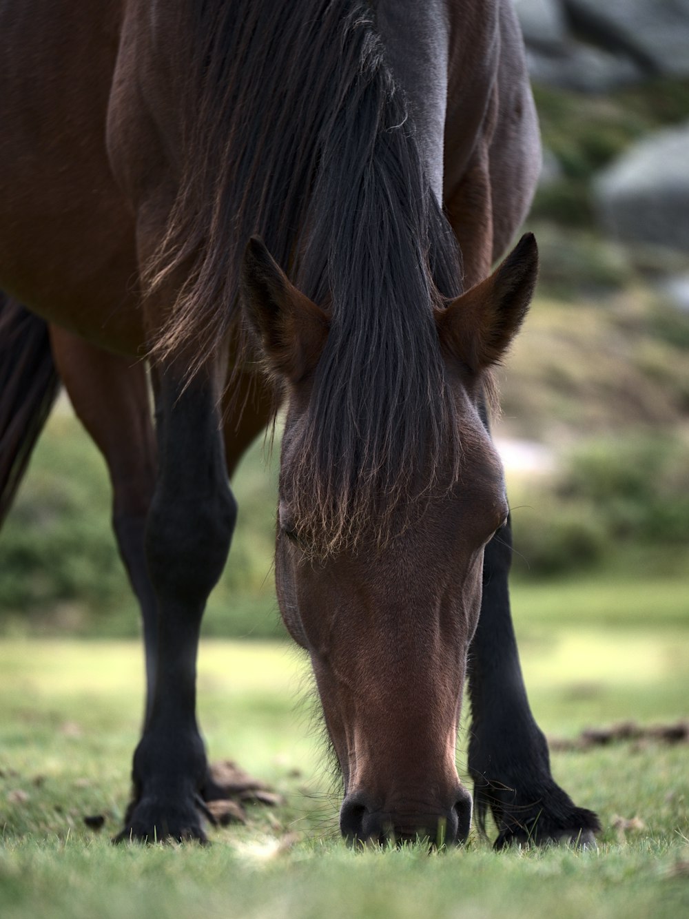 brown horse on green grass field during daytime