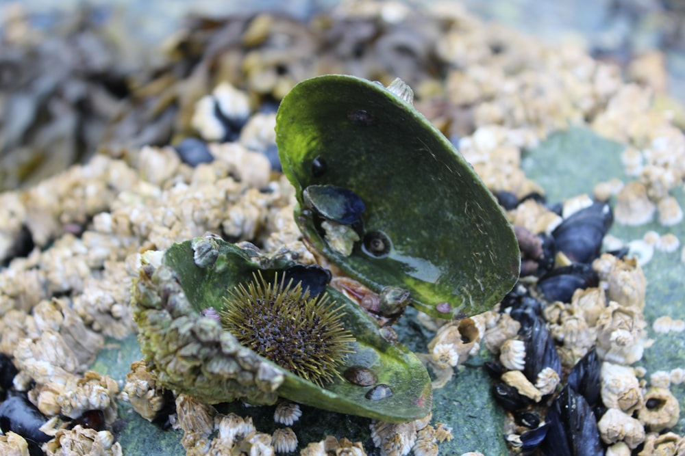 green and black sea creature