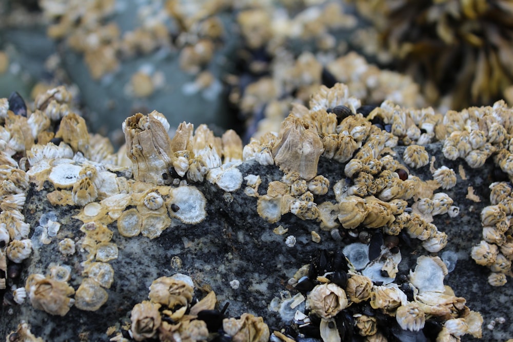 white and brown coral reef