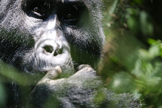 A close-up image of a gorilla's face partially obscured by foliage. The gorilla is gazing forward with a thoughtful expression, with one hand touching its chin. The fur appears to be dark and textured, while the surrounding leaves introduce a natural green backdrop.