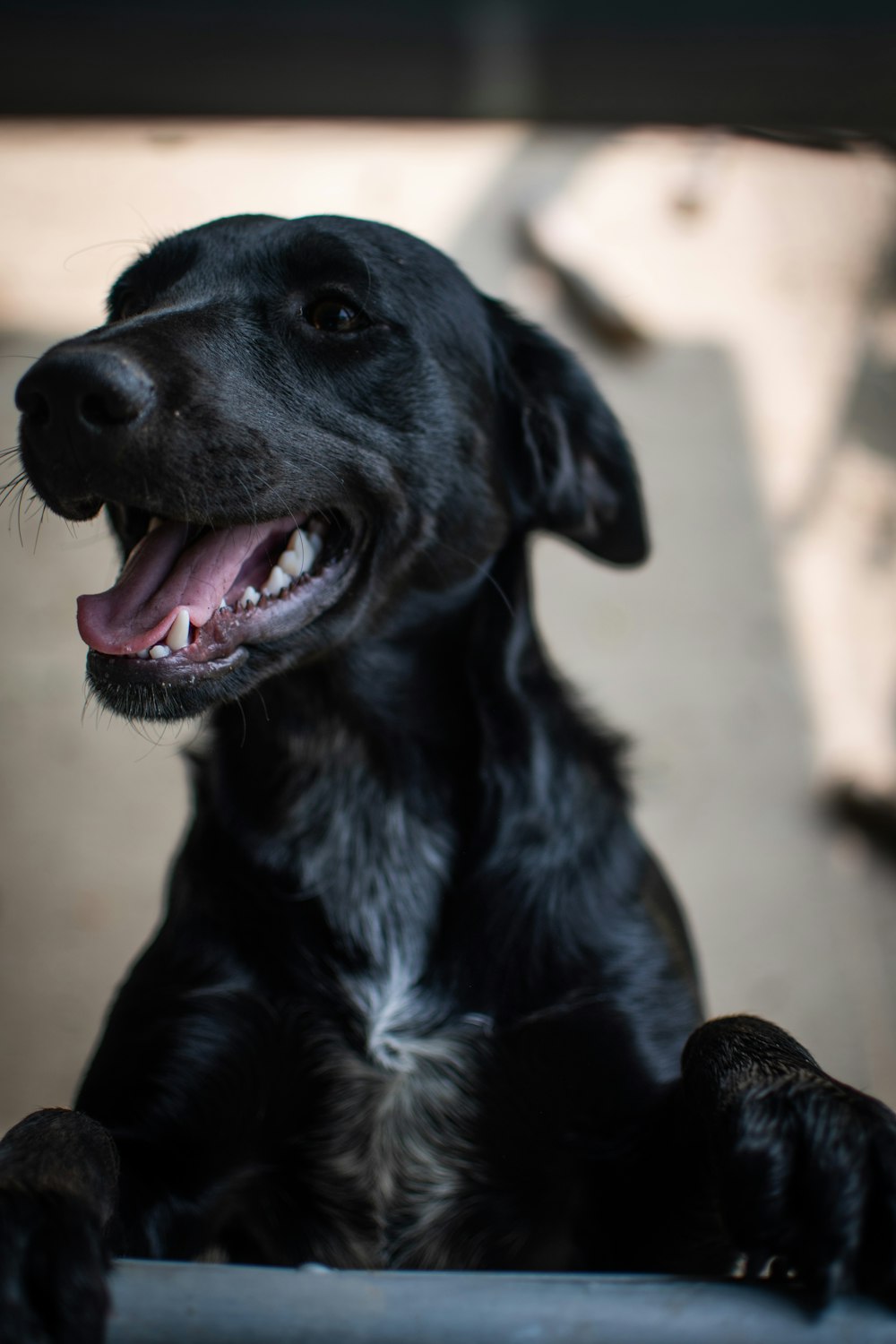 black labrador retriever puppy on focus photo