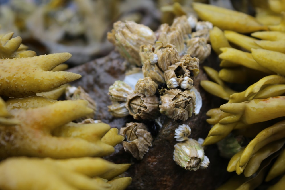 yellow flower in macro lens photography