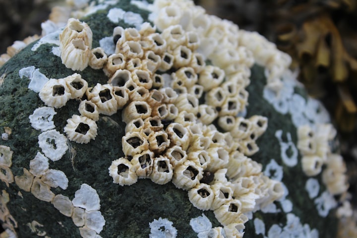 How dominant barnacles really are