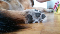 Close-up of a wooden floor showing scratch-resistant finish with a pet’s paw print nearby.