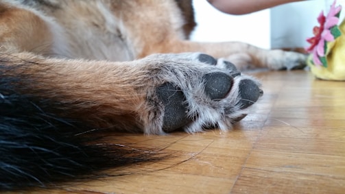 A close-up view of a dog's paw resting on a wooden floor, with fur appearing in shades of brown, black, and white. The paw is in focus, showing details of fur texture. In the background, a colorful plush toy with pink and yellow hues is partially visible.