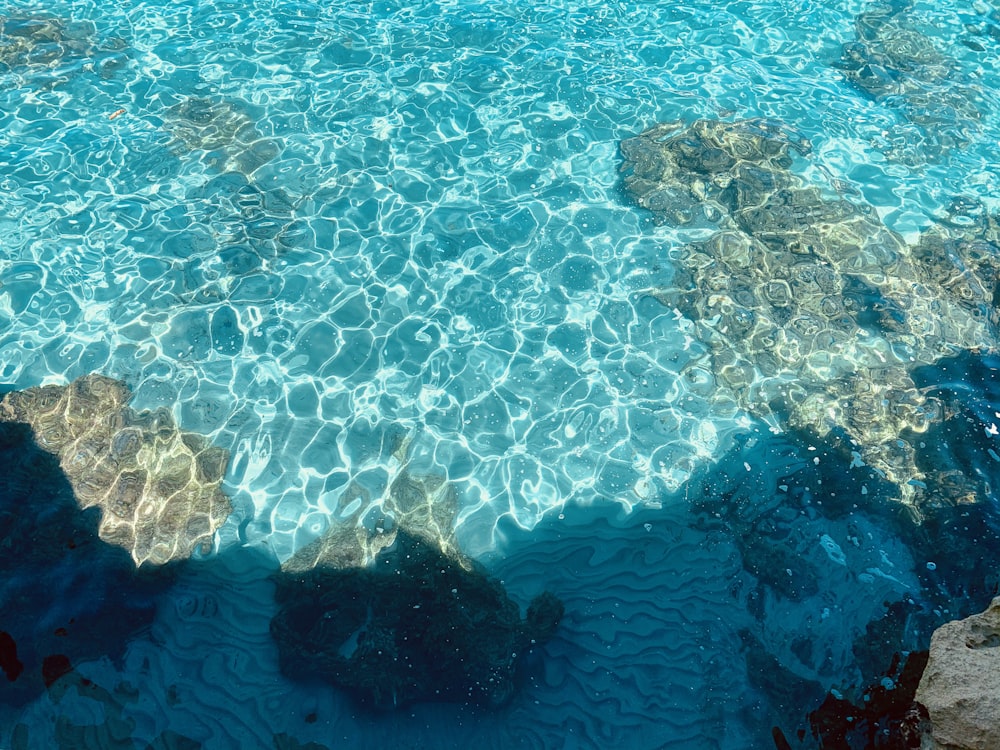 brown coral reef in water