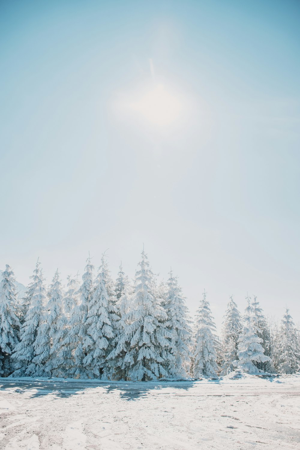 Schneebedeckte Kiefern unter weißem Himmel tagsüber