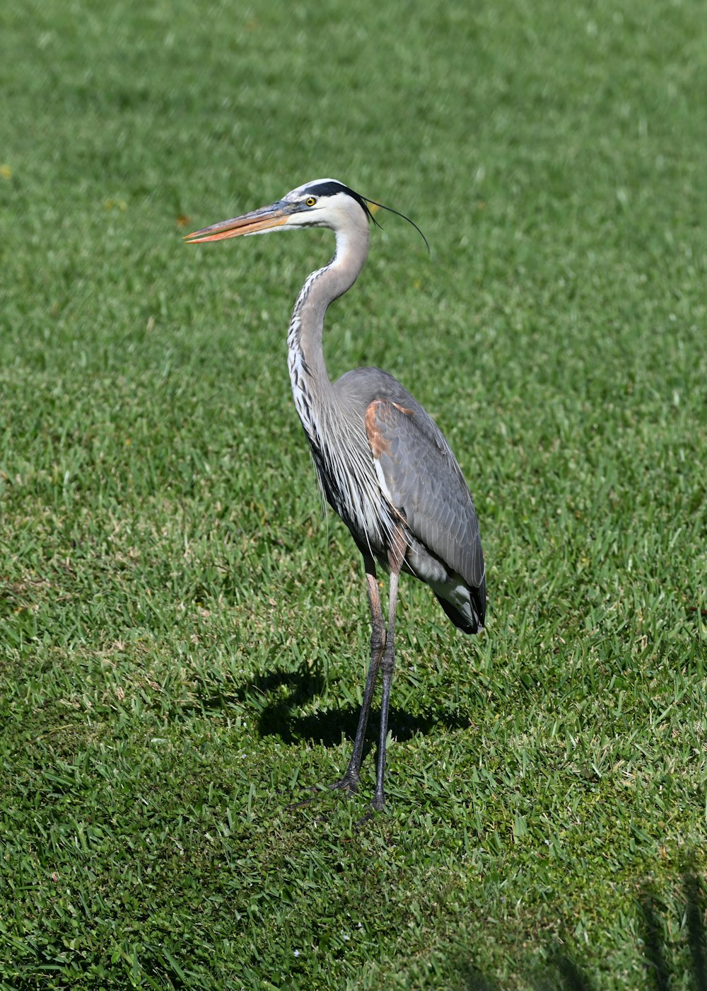 uccello grigio sul campo di erba verde durante il giorno