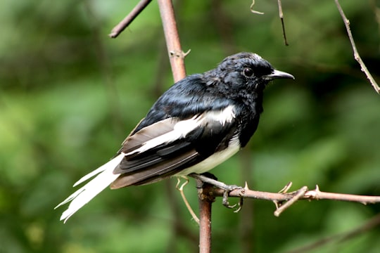 black and white bird on brown tree branch during daytime in Telangana India