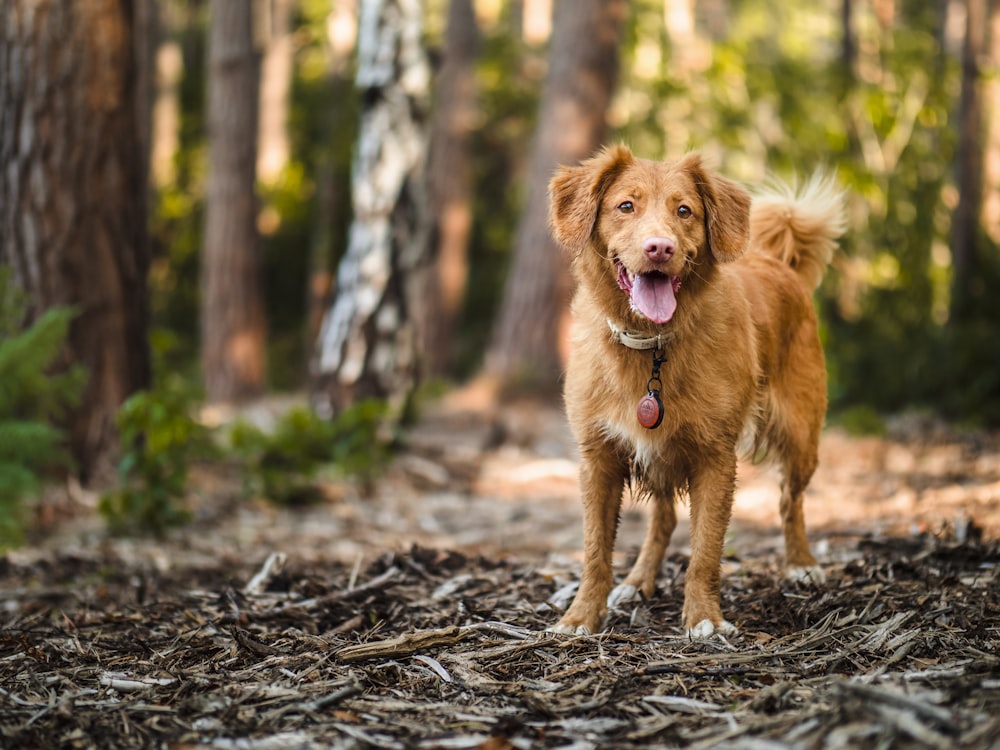 brown short coated dog on gray ground during daytime