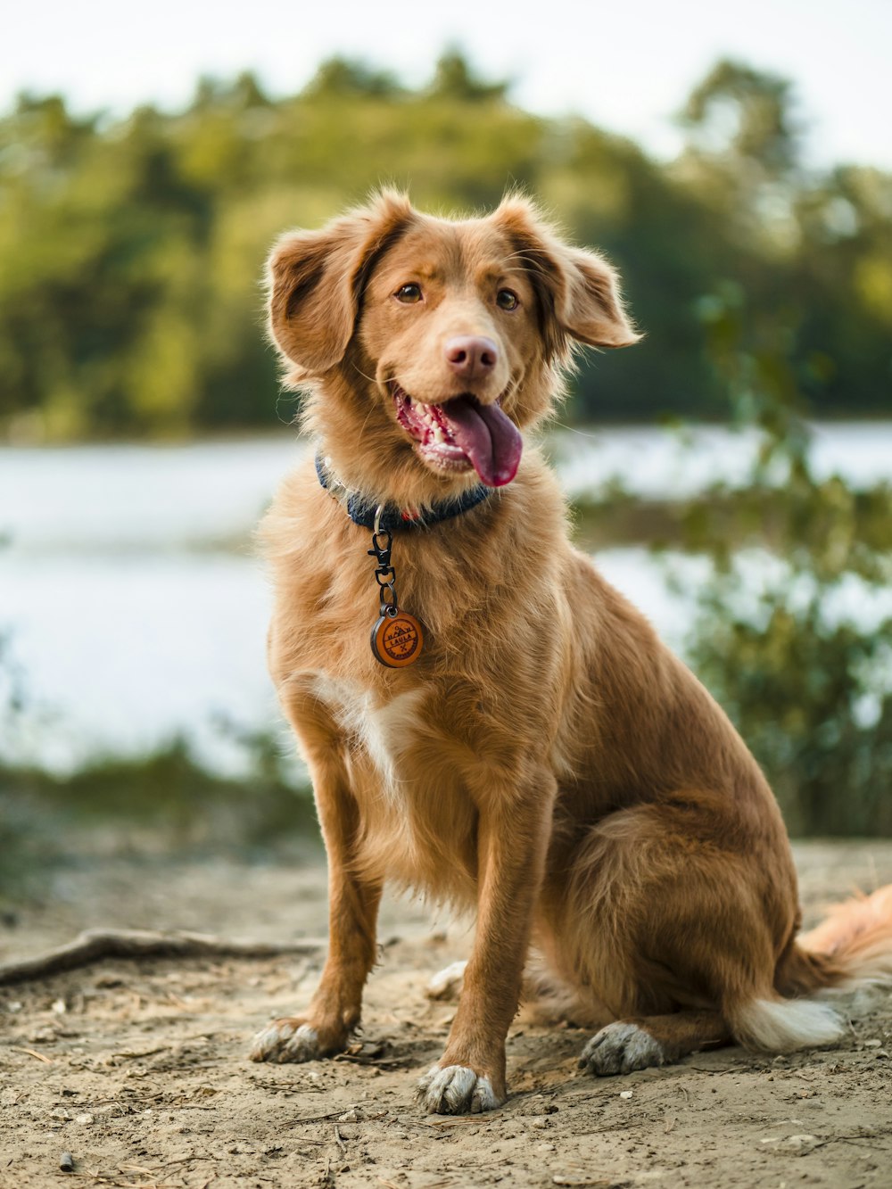 brown long coated dog sitting on gray concrete floor during daytime