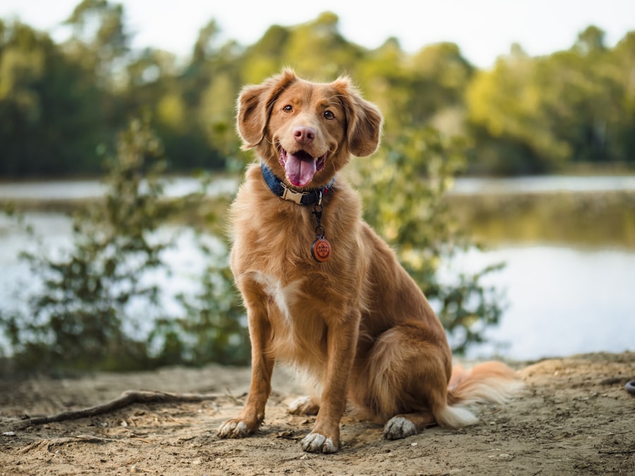 A brown dog sitting calmly on a wooden log during a training session