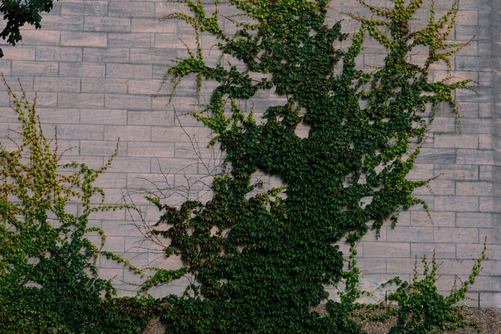 white flowers with green leaves