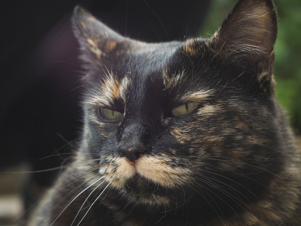 black and brown cat in close up photography