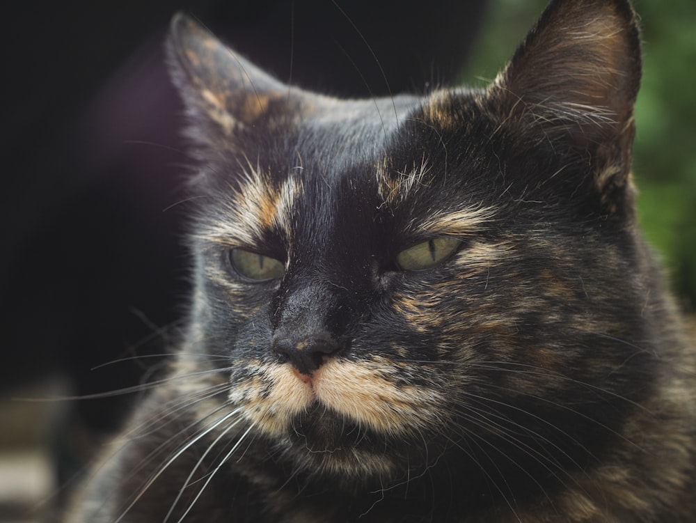 gato negro y marrón en fotografía de primer plano