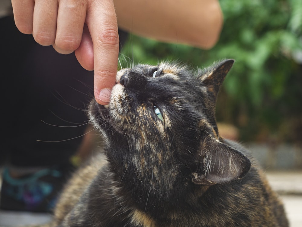 black and brown cat on persons hand