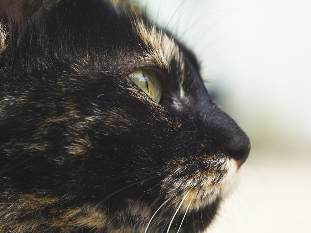 schwarze und braune Katze auf weißem Textil