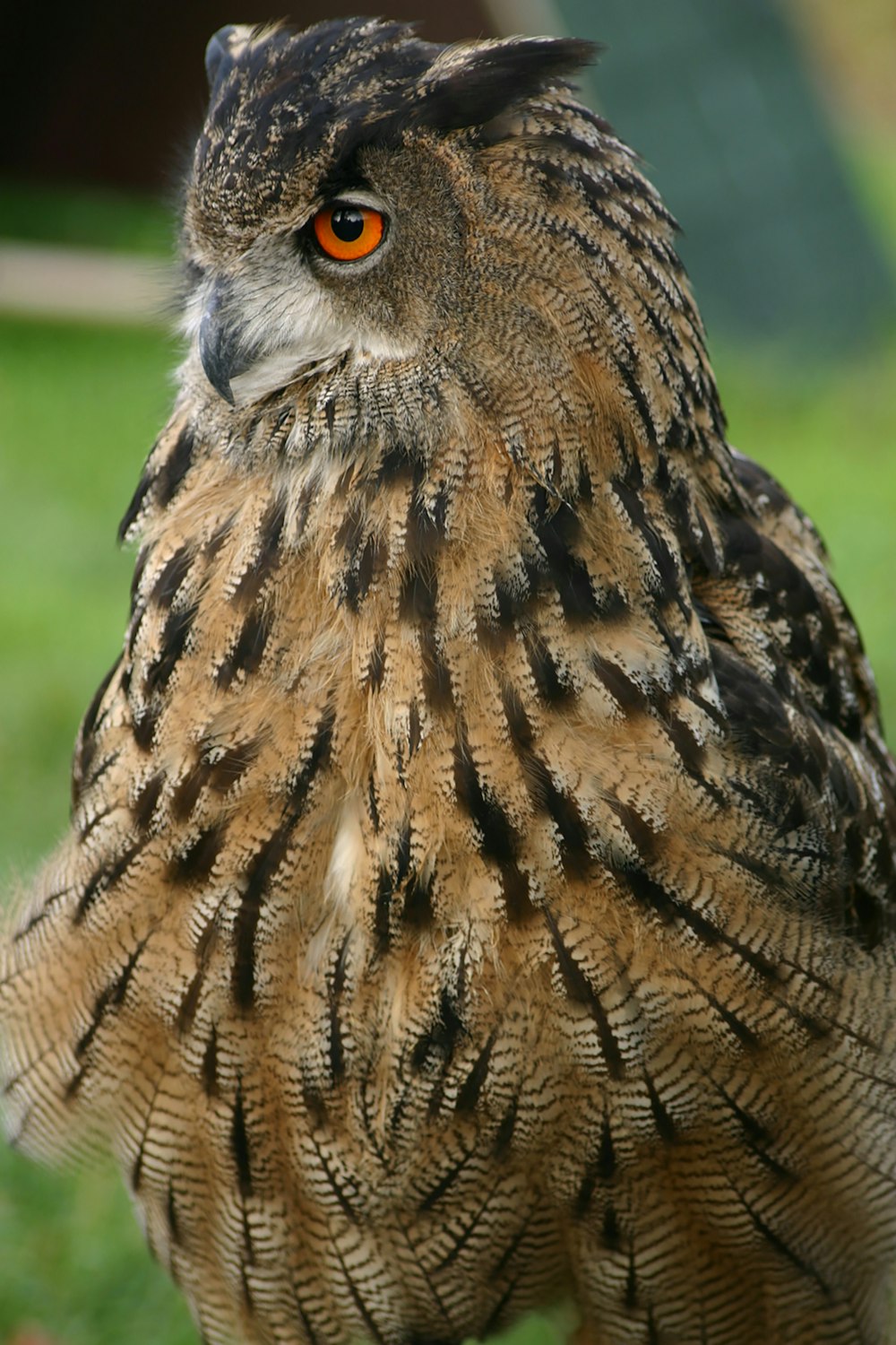 brown and gray owl in close up photography during daytime
